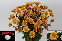 Chrysanth Spray Palette 70cm 95gr.