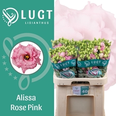 Eustoma Double Alissa Rose Pink 70cm