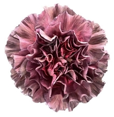 Dianthus Single Copper Extasis 70cm