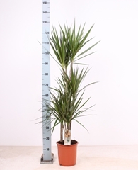 Dracaena 21Ø 130cm