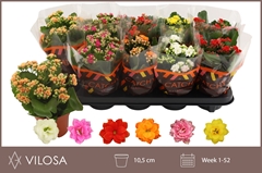 Kalanchoe Double Mix 10Ø 23cm