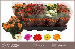 Kalanchoe Double Mix 10Ø 23cm