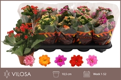 Kalanchoe Double Mix 10Ø 23cm