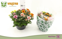Chrysanth Elixer 23Ø 25cm