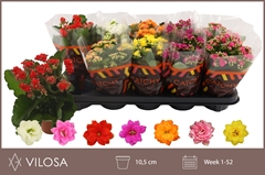 Kalanchoe Double Mix 10Ø 23cm