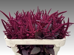 Amaranthus Cruentus Velvet 70cm