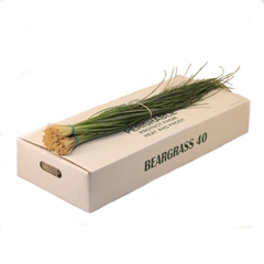 Xerophyllum Tenax Beargrass Per Bunch 70cm
