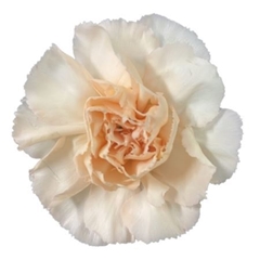 Dianthus Single Apple Lizzy 70cm