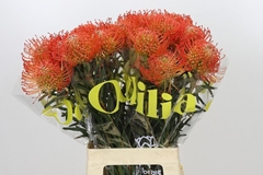 Leucospermum Succession 70cm