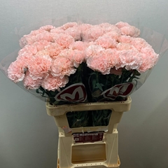 Dianthus Single Hanoi 60cm
