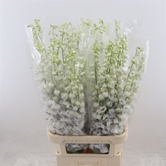Delphinium Double Dewi Rocket 100cm