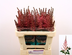 Astilbe Vision In Pink 55cm