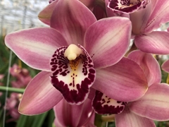 Cymbidium Mini Boudi 40cm