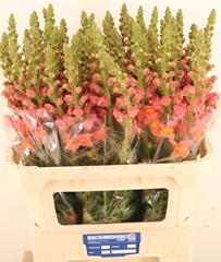 Antirrhinum Potomac Dark Orange 80cm