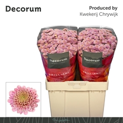 Chrysanth Santini Ellison Sweet 55cm 54gr.