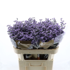 Limonium Utah Blue 70cm 45gr.