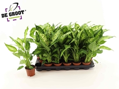 Dieffenbachia Compacta 9Ø 40cm