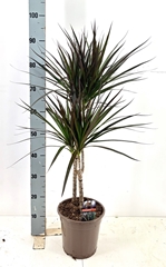 Dracaena Magenta 21Ø 100cm