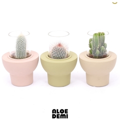Cactus Mix 10Ø 14cm
