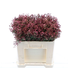 Limonium Sinense Max Diamond 50cm 20gr.