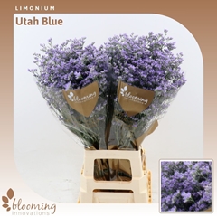Limonium Utah Blue 80cm 35gr.