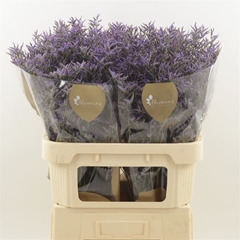 Limonium Safora Dark Blue 80cm 45gr.