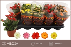 Kalanchoe Double Mix 10Ø 23cm