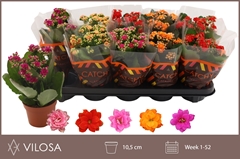 Kalanchoe Double Mix 10Ø 23cm