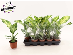 Dieffenbachia Mars 12Ø 45cm