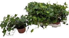 Hedera Helix Pittsburgh 13Ø 30cm
