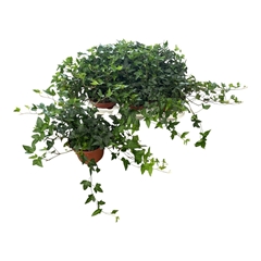 Hedera Helix Shamrock 13Ø 35cm