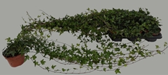 Hedera Helix Shamrock 13Ø 100cm