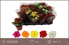 Kalanchoe Double Mix 8Ø 15cm