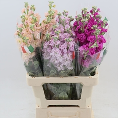 Matthiola Incana Impala Mix 70cm