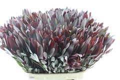 Leucadendron Safari Sunset 80cm