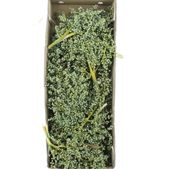 Dates Per Kilo 60cm