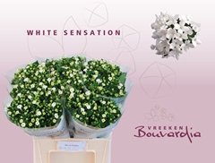 Bouvardia Single White Sensation 60cm