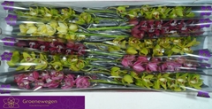 Cymbidium Mini Mix 60cm