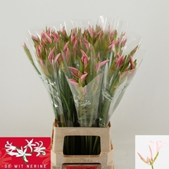 Nerine Sofie 70cm