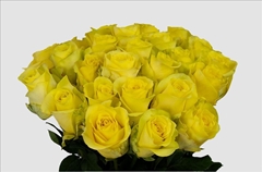 Rosa Cancun 60cm