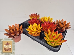 Echeveria Miranda 8Ø 11cm