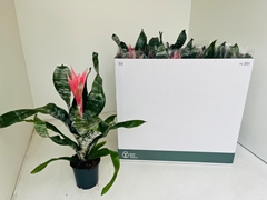 Aechmea Fasciata Primera 12Ø 50cm