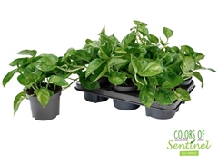 Epipremnum Global Green 12Ø 20cm