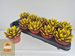 Echeveria Miranda 10Ø 13cm