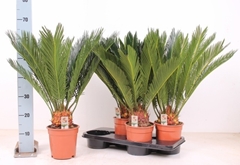 Cycas Revoluta 17Ø 50cm