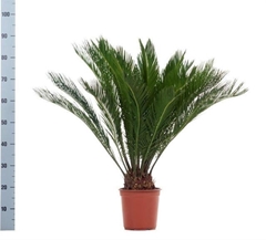 Cycas Revoluta 21Ø 90cm