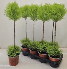 Cupressus Goldcrest Shapes 14Ø 70cm