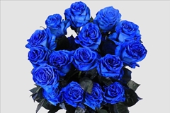 Rosa Painted Blue 60cm
