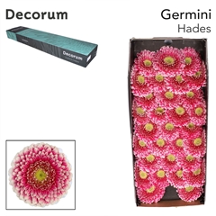 Gerbera Mini Green Centre Hades+ 45cm 7cm Hd