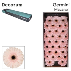 Gerbera Mini Black Center Macaron 45cm 7cm Hd